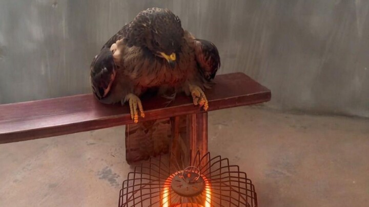 نسر عجوز ممتن