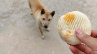 Meat buns hitting dogs