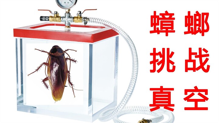 Amazing! Can cockroaches really survive in a vacuum for 24 hours? The result might surprise you!