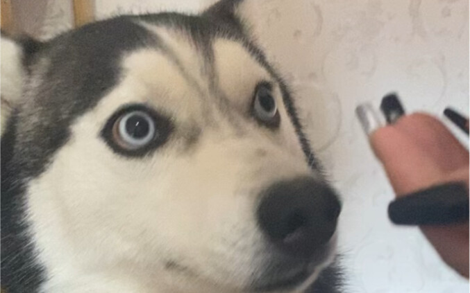 Anjing ini susah banget nih!