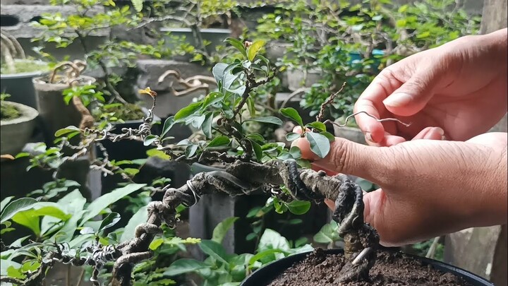 Bonsai SOLANUM DIPHYLLUM