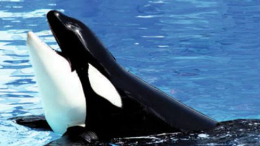 The Orca (aka) The Killer Whale