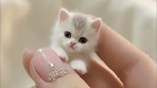 全世界都会喜欢非常可爱萌萌哒的小猫咪吗