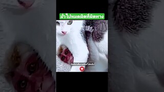 มั่วไปหมดผิดที่ผิดทาง