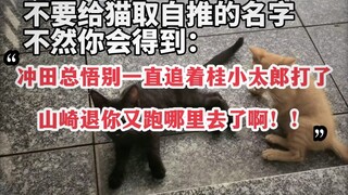 Đừng đặt cho mèo của bạn cái tên mà bạn nghĩ là phổ biến..!