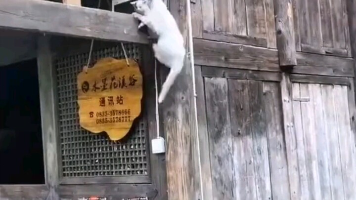 The Proud Cat Mom and Her Poor, Suckered Kitten