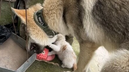 The story of a stray cat I picked up and four dogs—I’m terrible at this, but I still want to hang ou