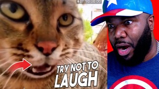 You WILL LAUGH at these Funny Videos - Try Not to laugh 337