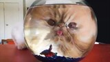 Cute cat videos collection