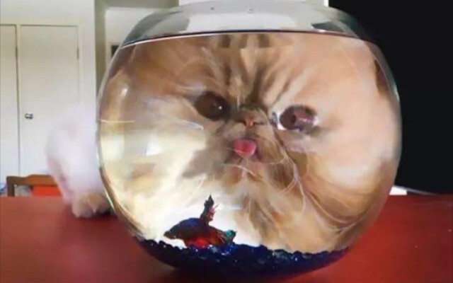 Cute cat videos collection