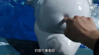 Video này cho chúng ta biết rằng không cần phải làm cá voi trắng sợ!