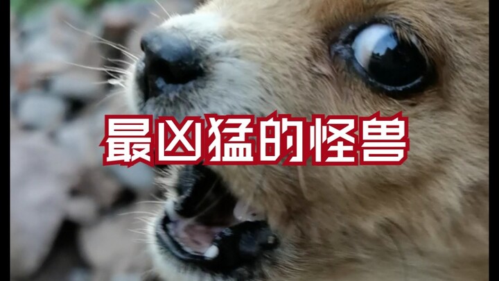 【老疯杨】哈哈哈哈哈哈哈隔～