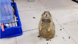 Menggoda marmota, apa dia bisa "Aaargh!!!"?