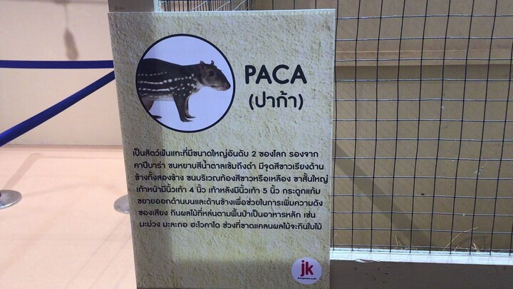 ปาคา