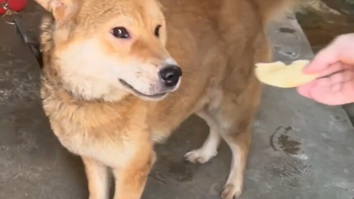 How long does it take to become friends with a stray puppy?