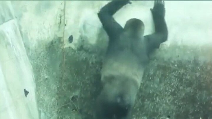 Shin-chan’s Redemption