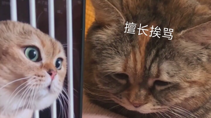 当嘴替小猫来到现实世界