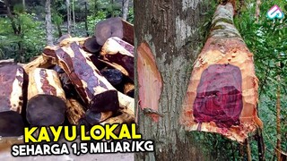 KAYU INDONESIA PALING DIINCAR! Inilah 10 Jenis Kayu Termahal di Dunia dengan Kualitas Terbaik