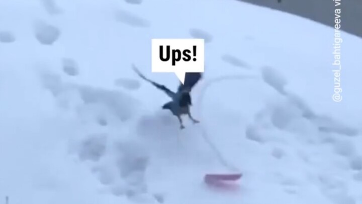 A crow thrilled by “skateboarding” on the slopes, only to end up slipping and falling in the end.