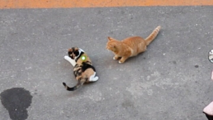 Sorotkan pena laser ke tubuh kucing dan lihat reaksi mereka!