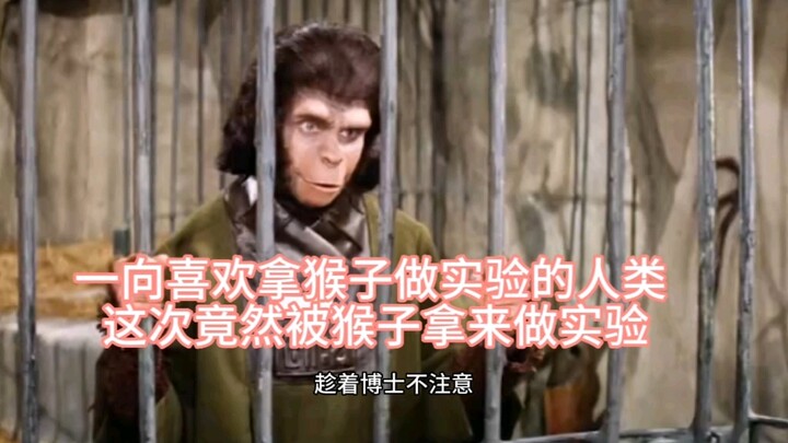 Con người vốn thích dùng khỉ để làm thí nghiệm, lần này lại bị chính khỉ đem ra làm thí nghiệm