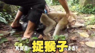 لماذا يُمسك صغار القرود في جنوب شرق آسيا؟ اتضح أنهم يجبرون القرود على القيام بهذا الأمر