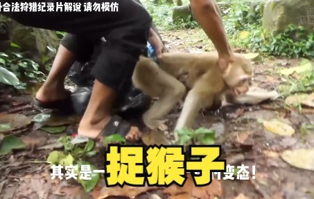 Why do they catch little monkeys in Southeast Asia? It turns out they force the monkeys to do this.