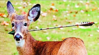 Animals That Asked People For Help / Random Acts Of Kindness.