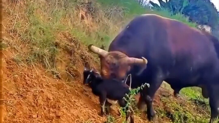 วัว: โถ่เอ๊ย พี่ชายฉันเรียกเธออยู่นะ ไม่ได้ยินรึไง?