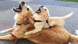 ลูกสุนัขโกลเด้นรีทรีฟเวอร์ที่สนุกและน่ารักที่สุด 1 - วิดีโอลูกสุนัขตลก 2021