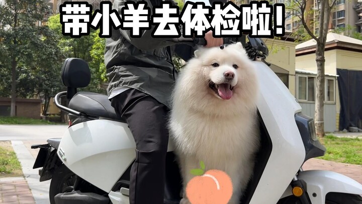 พามาลูกแกะไปตรวจสุขภาพกัน!