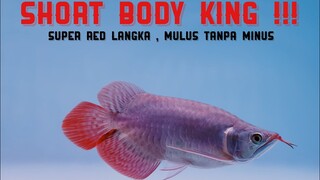 Arwana Super Red King Short Body