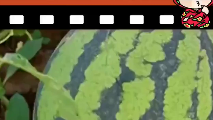 Judul: Semangka Sulit Terjual: Kesedihan dan Harapan Para Petani