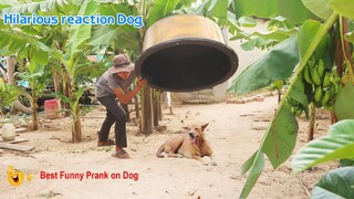 Best Prank Plastic Box Prank on Dog stuck in the Box ​hilarious​ reaction