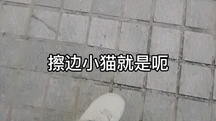 เจ้าหมูเหมียวนี่ทำไมติดเท้าจัง!