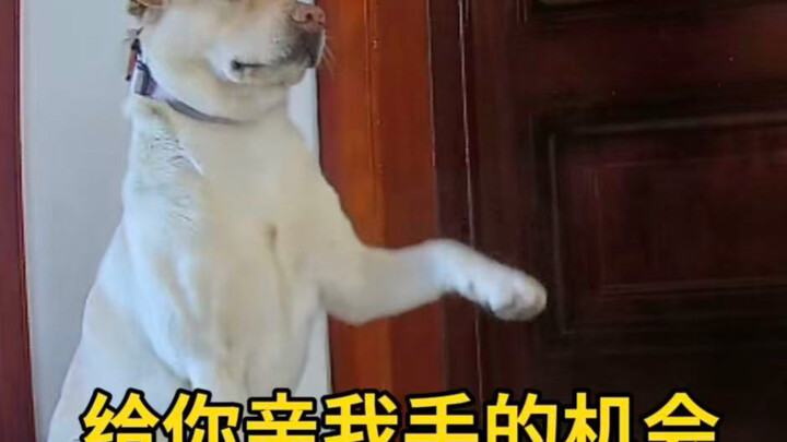 A dog that’s not sure whether it’s smart or silly.