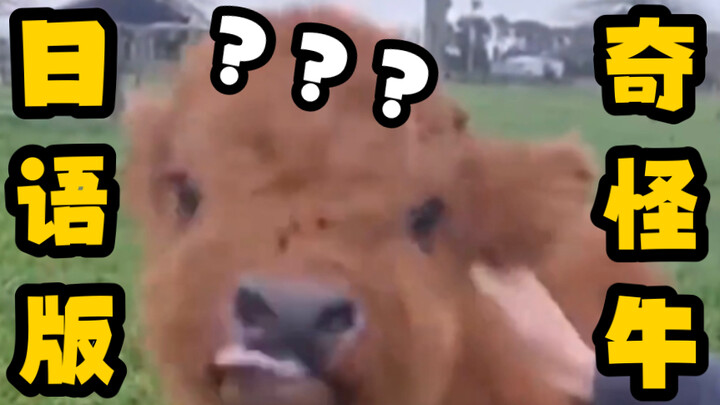 Jumlah sapi aneh meningkat