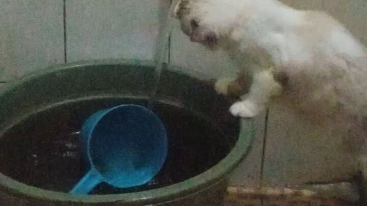 cat ke ke hausan  hbs makan rujak