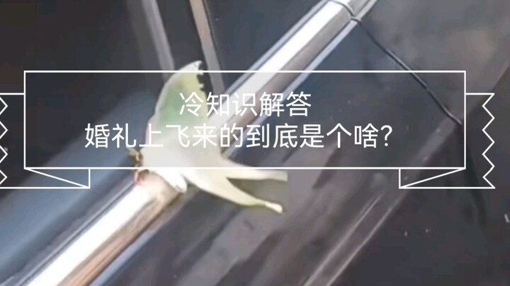 Fun Fact: What on Earth Is That Flying Thing at Weddings?