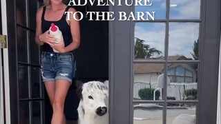 กิจวัตรยามเช้าของเจ้าของหญิงและลูกวัวน้อย ดูจบแล้วความอยากเลี้ยงวัวขึ้นสูงสุดเลย