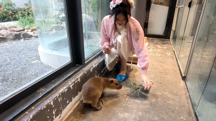 Come and play Capybara!