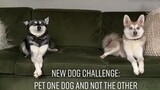 the little howl said don’t forget about me😂 dogchallenge minihusky