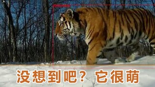 “完达山1号”近况如何？监控捕捉到可爱1幕：对着镜头连续亲吻