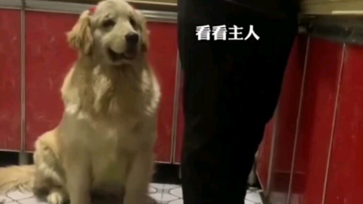 A Golden Retriever with 800 Heart Eyes