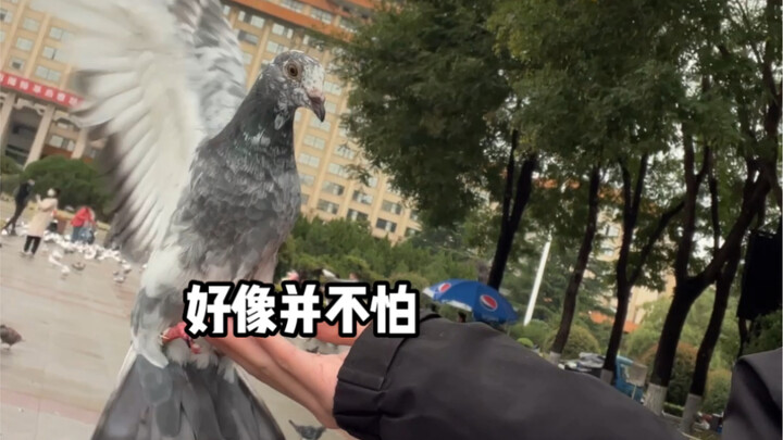 So they’re waiting for that raging storm, ready to spread their wings and charge through the rain.