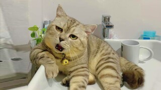 Cats Being Adorable Jerks - Funniest Pet Reaction