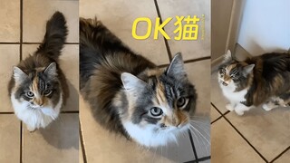 超可爱的OK猫，你说什么她都说OK！