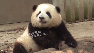 【大熊猫和花】美好的回忆，和润妈妈第一次出外场，母女的互动既温馨又搞笑