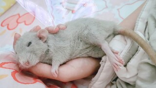 [Tikus Peliharaan] Tikus kecil di asrama sangat manja