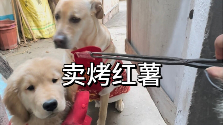 小狗的红包真好骗